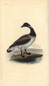 布伦特鹅，Branta bernicla。爱德华-多诺万根据他自己的《英国鸟类自然史》绘制和雕刻的手绘铜版，伦敦