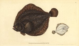 Brill或珍珠，Scophthalmus rhombus（Pleuronectes rhombus）。爱德华-多诺万根据他的《英国鱼类自然史》绘制和雕刻的手绘铜版，多诺万和F.C.和J.Rivington，伦敦 作者 爱德华·多诺万