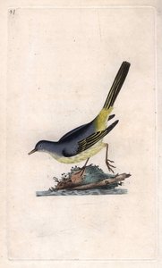 溪流牧羊人。Motacilla cinerea（Motacilla boarula）。爱德华-多诺万（1768-1837）的铜版画，发表于《英国鸟类自然史》，伦敦 作者 爱德华·多诺万