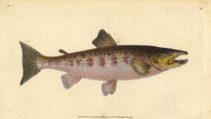 褐鳟鱼，Salmo trutta fario（鳟鱼，Salmo fario）。爱德华-多诺万根据他的《英国鱼类自然史》绘制和雕刻的手绘铜版，多诺万和F.C.和J.里文顿，伦敦 作者 爱德华·多诺万
