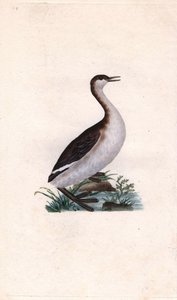卡斯塔尼小䴙䴘。Tachybaptus ruficollis（Podiceps nigricans）。爱德华-多诺万（1768-1837）的铜版画，发表于《英国鸟类自然史》，伦敦 作者 爱德华·多诺万