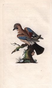 晨曦鸟Garrulus glandarius（Corvus glandarius）。爱德华-多诺万（1768-1837）的铜版画，发表于《英国鸟类自然史》，伦敦 作者 爱德华·多诺万