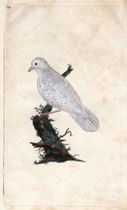 陈杰。 Garrulus 腺瘤。 Edward Donovan（1768-1837）的铜版画，发表在伦敦的英国鸟类自然史 作者 爱德华·多诺万