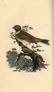 Cirl bunting, Emberiza cirlus.爱德华-多诺万根据他自己的《英国鸟类自然史》绘制和雕刻的手绘铜版，伦敦 作者 爱德华·多诺万