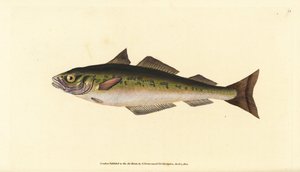 Coalfish或saithe，Pollachius virens（Gadus carbonarius）。爱德华-多诺万根据他的《英国鱼类自然史》绘制和雕刻的手绘铜版，多诺万和F.C.和J.里文顿，伦敦 作者 爱德华·多诺万