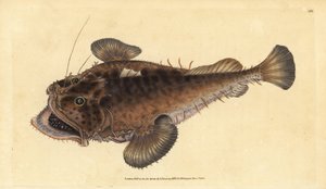 常见的垂钓者鱼，Lophius piscatorius。爱德华-多诺万根据他的《英国鱼类自然史》绘制和雕刻的手绘铜版，多诺万和F.C.和J.雷文顿，伦敦