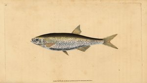 普通鲌鱼，Alburnus alburnus（Cyprinus alburnus）。爱德华-多诺万根据他的《英国鱼类自然史》绘制和雕刻的手绘铜版，多诺万和F.C.和J.里文顿，伦敦 作者 爱德华·多诺万