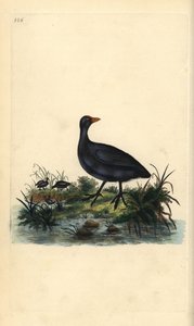 普通库特，Fulica atra。爱德华-多诺万根据他自己的《英国鸟类自然史》绘制和雕刻的手绘铜版，伦敦 作者 爱德华·多诺万