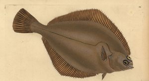 普通斑鸠，Limanda limanda（Pleuronectes limanda）。爱德华-多诺万根据他的《英国鱼类自然史》绘制和雕刻的手绘铜版，多诺万和F.C.和J.里文顿，伦敦 作者 爱德华·多诺万