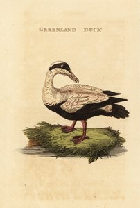 俗凫, Somateria mollissima 作者 爱德华·多诺万