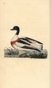 普通红嘴鸥，Tadorna tadorna。爱德华-多诺万根据他自己的《英国鸟类自然史》绘制和雕刻的手绘铜版，伦敦