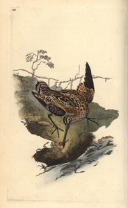 普通鹬鸟，Gallinago gallinago，在抓一条虫子。爱德华-多诺万根据他自己的《英国鸟类自然史》绘制和雕刻的手绘铜版画，伦敦 作者 爱德华·多诺万