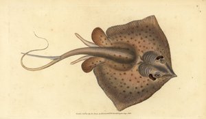 普通黄貂鱼，Dasyatis pastinaca（刺魟，Raja pastinacea）。爱德华-多诺万根据他的《英国鱼类自然史》绘制和雕刻的手绘铜版，多诺万和F.C.和J.里文顿，伦敦 作者 爱德华·多诺万