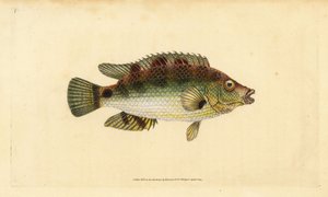 Corkwing wrasse，Symphodus melops（Goldfinny，Labrus cornubius）。爱德华-多诺万根据他的《英国鱼类自然史》绘制和雕刻的手绘铜版，多诺万和F.C.和J.里文顿，伦敦 作者 爱德华·多诺万