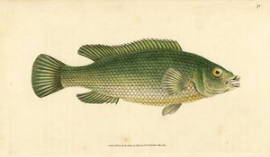 杜鹃鱼，Labrus mixtus (Streaked wrasse, Labrus lineatus)。爱德华-多诺万根据他的《英国鱼类自然史》绘制和雕刻的手绘铜版，多诺万和F.C.和J.里文顿，伦敦 作者 爱德华·多诺万
