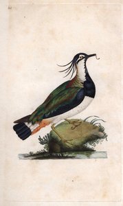 Cuppe Lapwing.Vanellus vanellus（Tringa vanellus）。爱德华-多诺万（1768-1837）的铜版画，发表于《英国鸟类自然史》，伦敦 作者 爱德华·多诺万