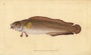Cusk或tusk, Brosme brosme（Brosme或Scotch torsk, Gadus brosme）。爱德华-多诺万根据他的《英国鱼类自然史》绘制和雕刻的手绘铜版，多诺万和F.C.和J.Rivington，伦敦