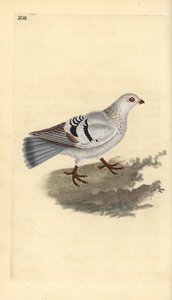 家鸽，Columba livia domestica。爱德华-多诺万根据他自己的《英国鸟类自然史》绘制和雕刻的手绘铜版，伦敦 作者 爱德华·多诺万