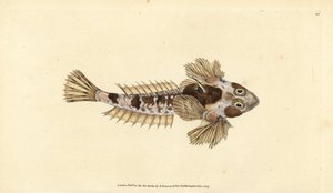 龙鱼，Callionymus lyra（Sordid龙鱼，Callionymus dracunculus）。爱德华-多诺万根据他的《英国鱼类自然史》绘制和雕刻的手绘铜版，多诺万和F.C.和J.里文顿，伦敦 作者 爱德华·多诺万