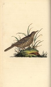 昏暗的云雀，Pinarocorys nigricans。爱德华-多诺万根据他自己的《英国鸟类自然史》绘制和雕刻的手绘铜版，伦敦 作者 爱德华·多诺万