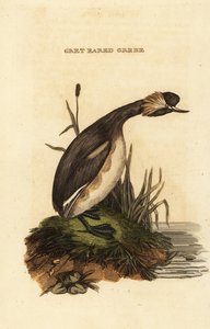 有耳格里布或有角格里布，成人，Podiceps auritus 作者 爱德华·多诺万