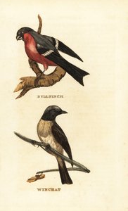 欧亚牛雀（Pyrrhula pyrrhula）和白雀（Saxicola rubetra）。 作者 爱德华·多诺万