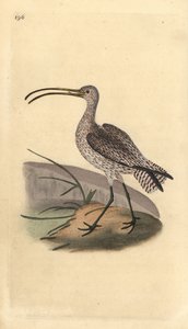 欧亚卷尾鹱，Numenius arquata。爱德华-多诺万根据他自己的《英国鸟类自然史》绘制和雕刻的手绘铜版，伦敦 作者 爱德华·多诺万