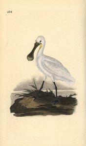 欧亚或普通琵琶鸟，Platalea leucorodia。爱德华-多诺万根据他自己的《英国鸟类自然史》绘制和雕刻的手绘铜版，伦敦 作者 爱德华·多诺万