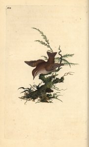欧亚鹪鹩，troglodytes troglodytes。爱德华-多诺万根据他自己的《英国鸟类自然史》（1794-1819）绘制和雕刻的手绘铜版。爱德华-多诺万（1768-1837）是一位英爱的业余动物学家、作家、艺术家和雕刻家。 作者 爱德华·多诺万