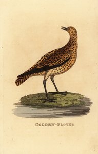 European golden plover, Pluvialis apricaria 作者 爱德华·多诺万