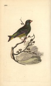 欧洲绿雀，Carduelis chloris。爱德华-多诺万根据他自己的《英国鸟类自然史》绘制和雕刻的手绘铜版，伦敦 作者 爱德华·多诺万