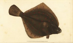 European pleuronectes platessa.爱德华-多诺万根据他的《英国鱼类自然史》绘制和雕刻的手绘铜版，多诺万和F.C.和J.Rivington，伦敦 作者 爱德华·多诺万