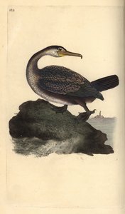 欧洲的大嘴鸟，Phalacrocorax aristotelis。爱德华-多诺万根据他自己的《英国鸟类自然史》绘制和雕刻的手绘铜版，伦敦 作者 爱德华·多诺万
