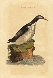 Foolish guillemot, Uria aalge 作者 爱德华·多诺万