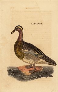 Garganey, Spatula querquedula, small dabbling duck 作者 爱德华·多诺万