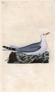 果兰灰。Larus canus。爱德华-多诺万（1768-1837）的铜版画，发表于《英国鸟类自然史》，伦敦 作者 爱德华·多诺万