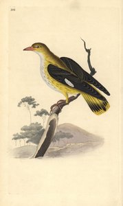 金莺（雌性），Oriolus oriolus。爱德华-多诺万根据他自己的《英国鸟类自然史》绘制和雕刻的手绘铜版，伦敦 作者 爱德华·多诺万