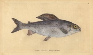 格雷林，Thymallus thymallus（Salmo thymallus）。爱德华-多诺万根据他的《英国鱼类自然史》绘制和雕刻的手绘铜版，多诺万和F.C.和J.里文顿，伦敦 作者 爱德华·多诺万