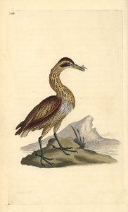 大黄雀，Botaurus stellaris。爱德华-多诺万根据他自己的《英国鸟类自然史》绘制和雕刻的手绘铜版，伦敦
