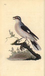 大灰鵙（雌性），Lanius excubitor。爱德华-多诺万根据他自己的《英国鸟类自然史》绘制和雕刻的手绘铜版，伦敦 作者 爱德华·多诺万