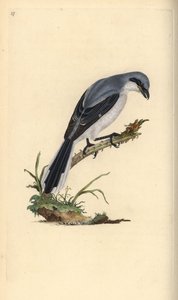 大灰鵙，Lanius excubitor。爱德华-多诺万根据他自己的《英国鸟类自然史》绘制和雕刻的手绘铜版，伦敦