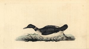 大北鳅或潜水员，Gavia immer。爱德华-多诺万根据他自己的《英国鸟类自然史》绘制和雕刻的手绘铜版，伦敦