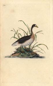 大白额鹅，Anser albifrons。爱德华-多诺万根据他自己的《英国鸟类自然史》绘制和雕刻的手绘铜版，伦敦 作者 爱德华·多诺万