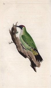 绿色啄木鸟。Picus viridis。爱德华-多诺万（1768-1837）的铜版画，发表于《英国鸟类自然史》，伦敦 作者 爱德华·多诺万