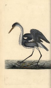 灰鹭，Ardea cinerea。爱德华-多诺万根据他自己的《英国鸟类自然史》绘制和雕刻的手绘铜版，伦敦 作者 爱德华·多诺万