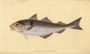 黑线鳕，Melanogrammus aeglefinus（Gadus aeglefinus）。脆弱的。爱德华-多诺万根据他的《英国鱼类自然史》绘制和雕刻的手绘铜版，多诺万和F.C.和J.Rivington，伦敦 作者 爱德华·多诺万