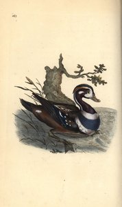 哈雷金鸭，Histrionicus histrionicus。爱德华-多诺万根据他自己的《英国鸟类自然史》绘制和雕刻的手绘铜版，伦敦 作者 爱德华·多诺万