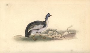 盔状珍珠鸡，Numida meleagris。爱德华-多诺万根据他自己的《英国鸟类自然史》绘制和雕刻的手绘铜版，伦敦 作者 爱德华·多诺万