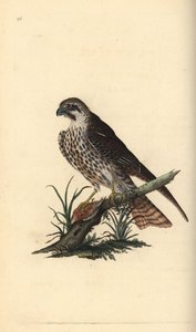 Hobby，Falco subbuteo，一只脚踩着一只死鸟。爱德华-多诺万根据他自己的《英国鸟类自然史》绘制和雕刻的手绘铜版画，伦敦 作者 爱德华·多诺万