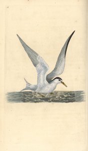 小燕鸥，Sternula albifrons。爱德华-多诺万根据他自己的《英国鸟类自然史》绘制和雕刻的手绘铜版，伦敦